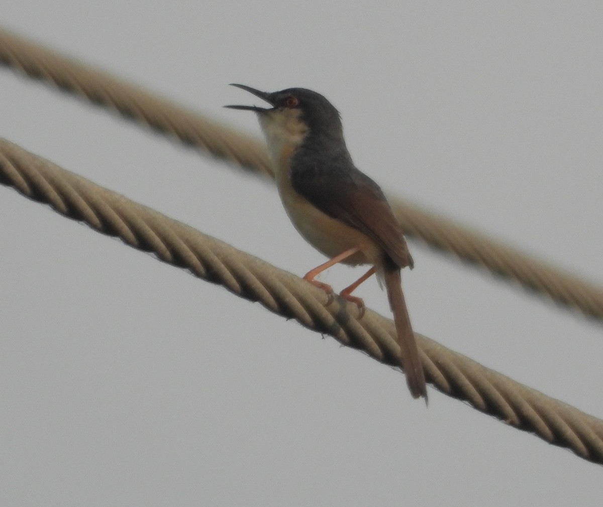 Ashy Prinia - ML212667061