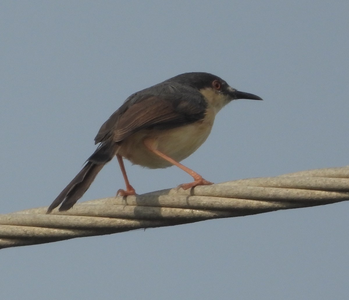 Ashy Prinia - ML212667171