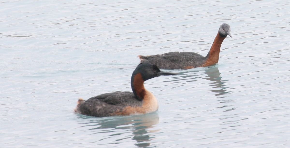 Great Grebe - ML212669511