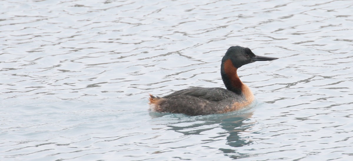 Great Grebe - ML212669521