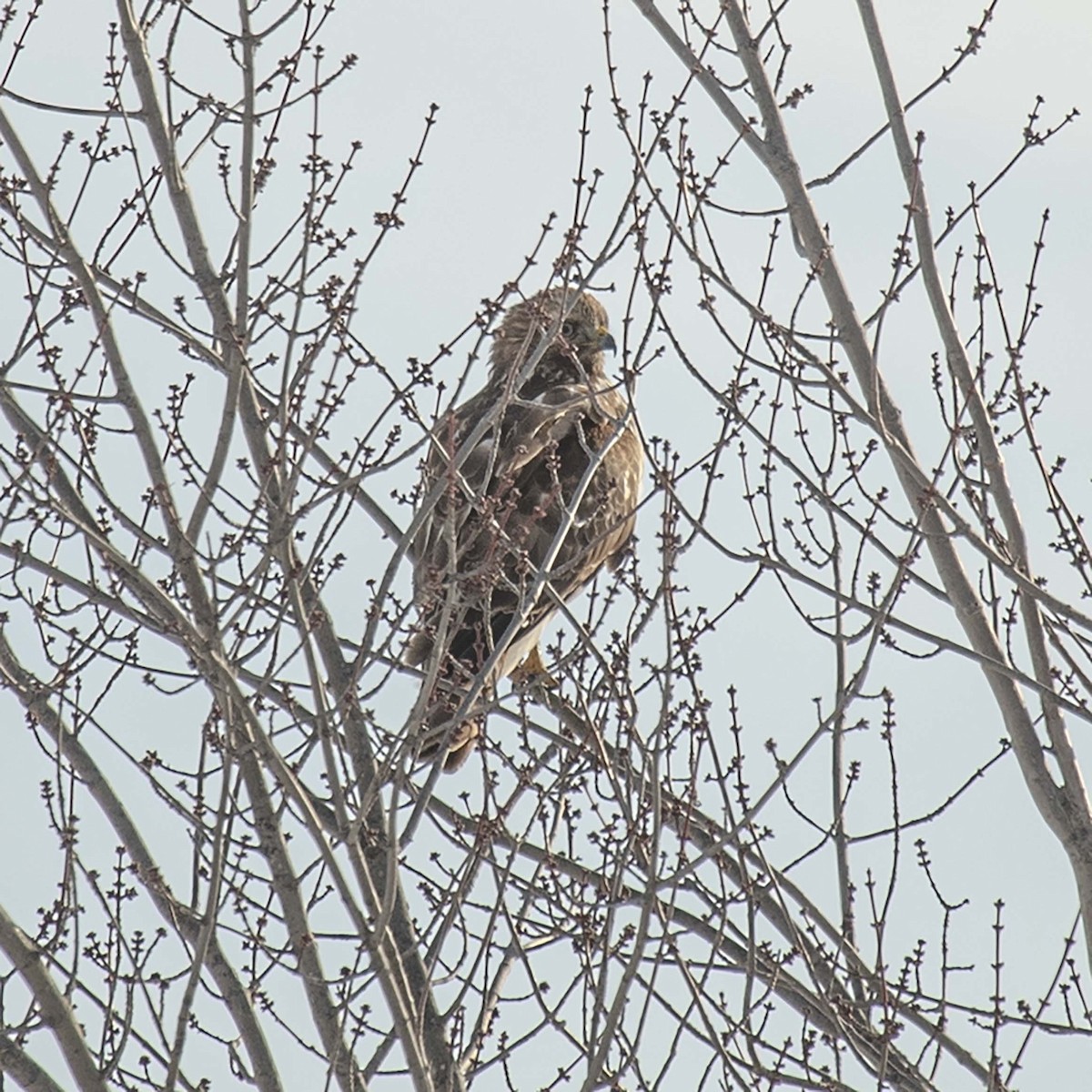 Red-shouldered Hawk - Mark Plessner