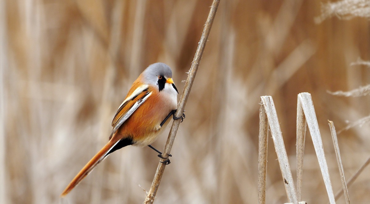 Bearded Reedling - Josep del Hoyo