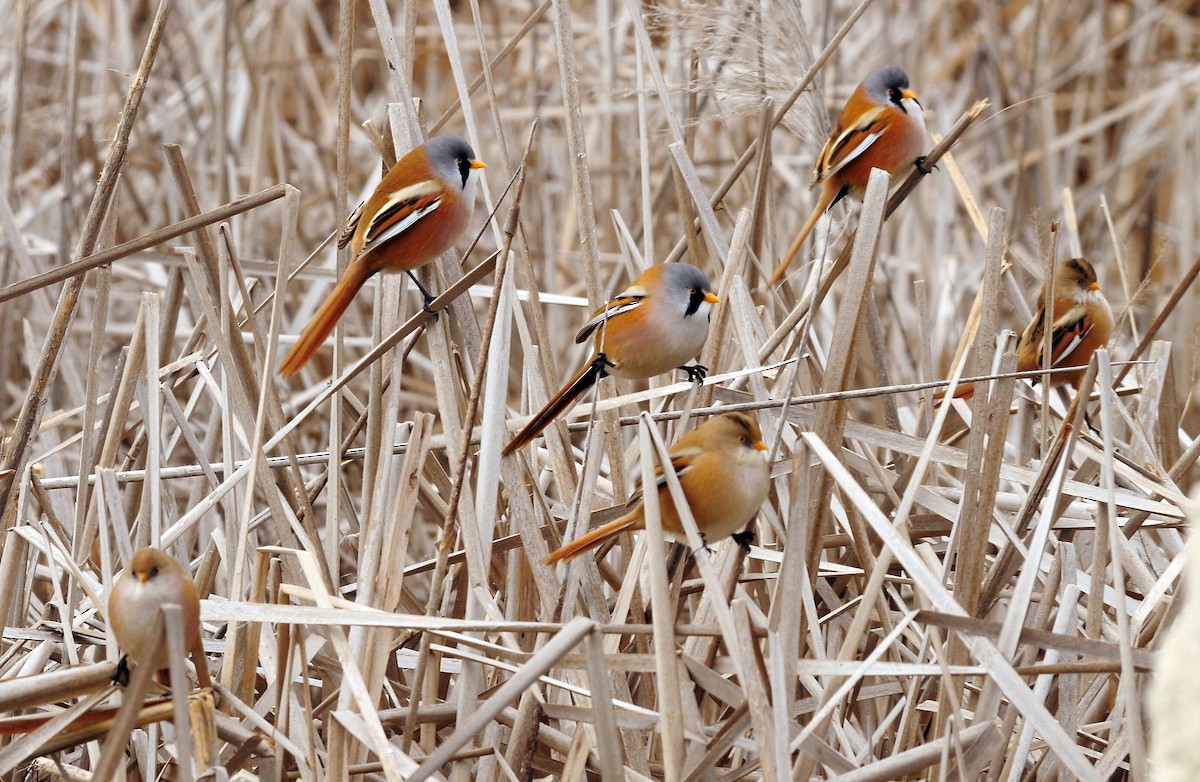 Bearded Reedling - ML212674891