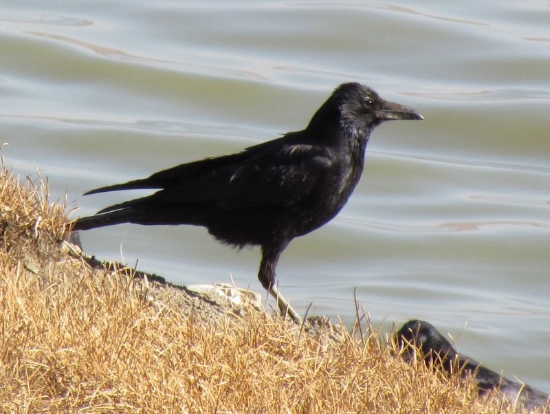 Large-billed Crow - ML212675201