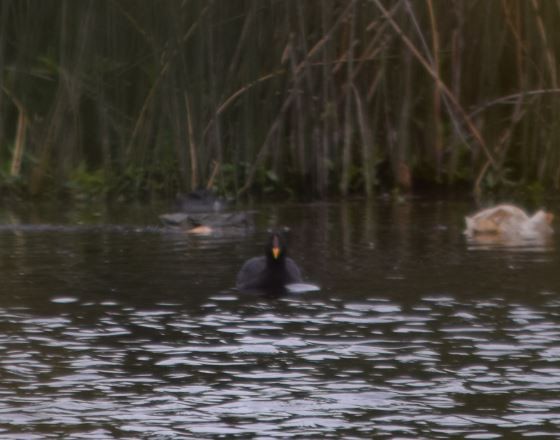 Red-fronted Coot - ML212676841