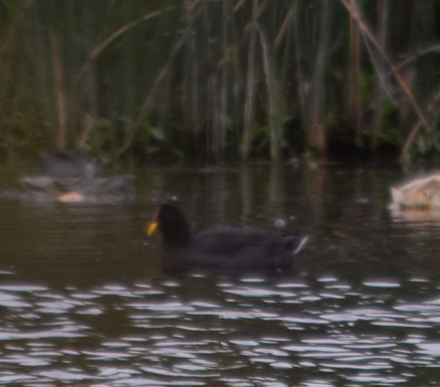 Red-fronted Coot - ML212676851