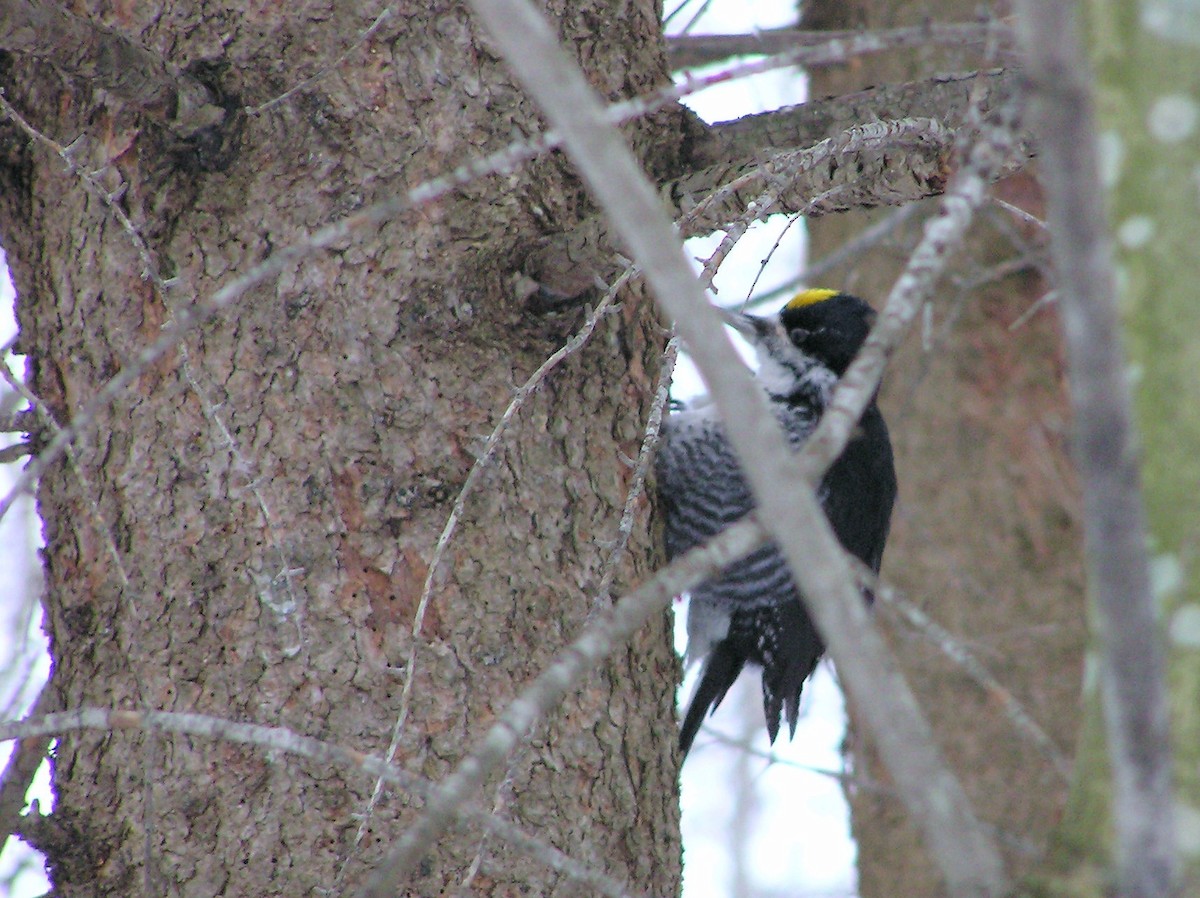 Black-backed Woodpecker - ML21267691