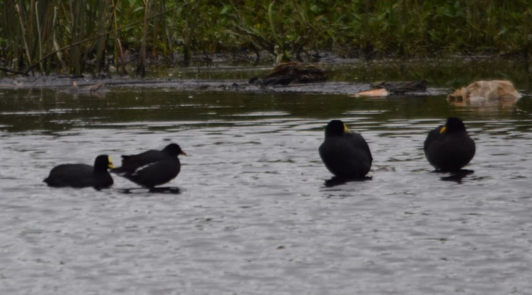 Red-fronted Coot - ML212677111