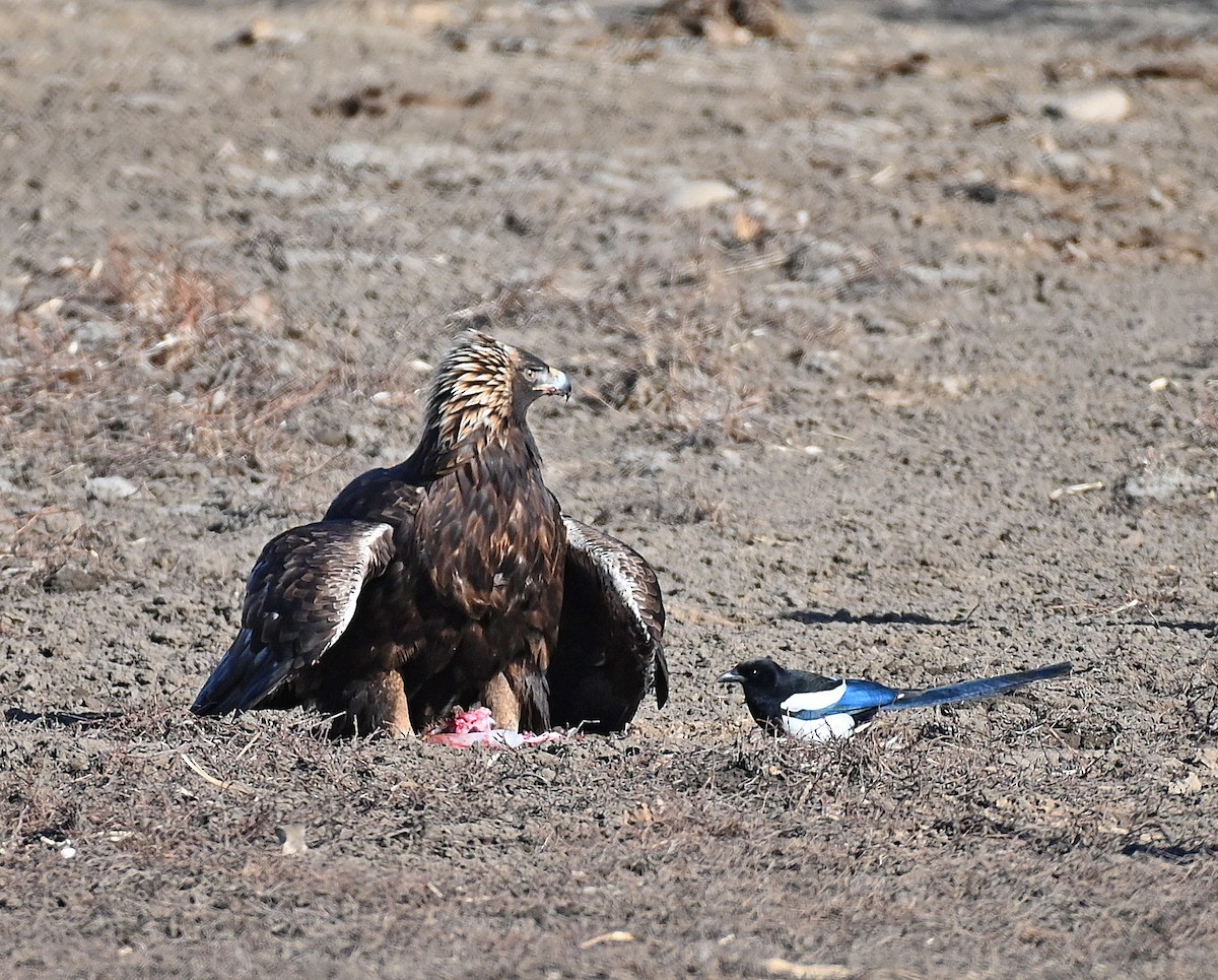 Golden Eagle - ML212677401