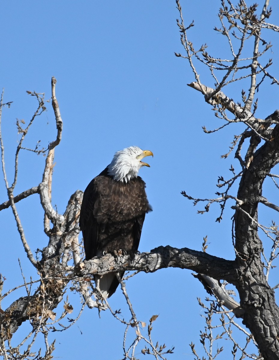 Bald Eagle - ML212677551