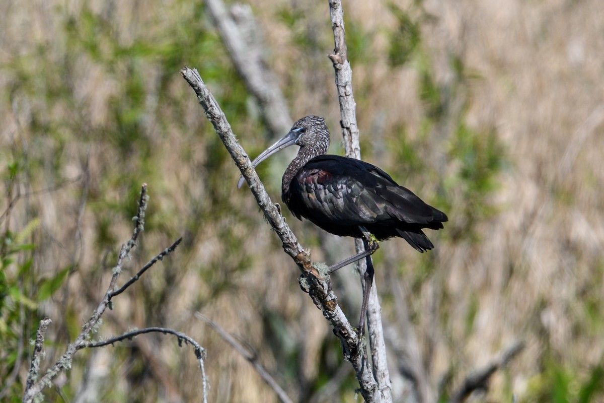 Glossy Ibis - ML212678691