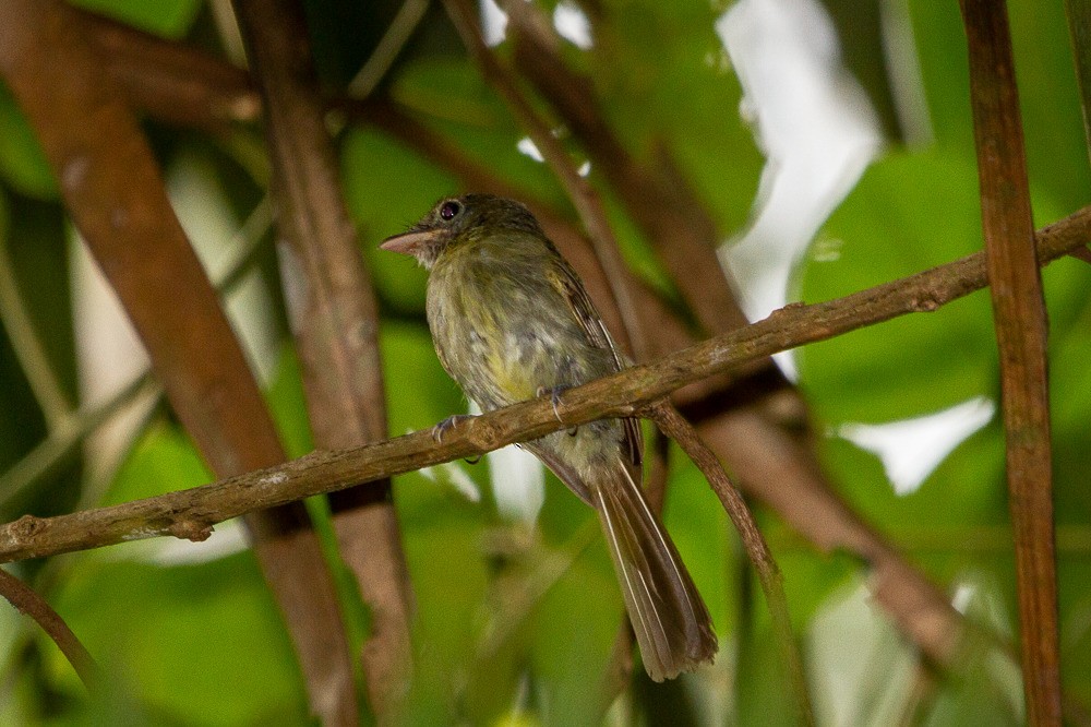 Western/Eastern Olivaceous Flatbill - LAERTE CARDIM