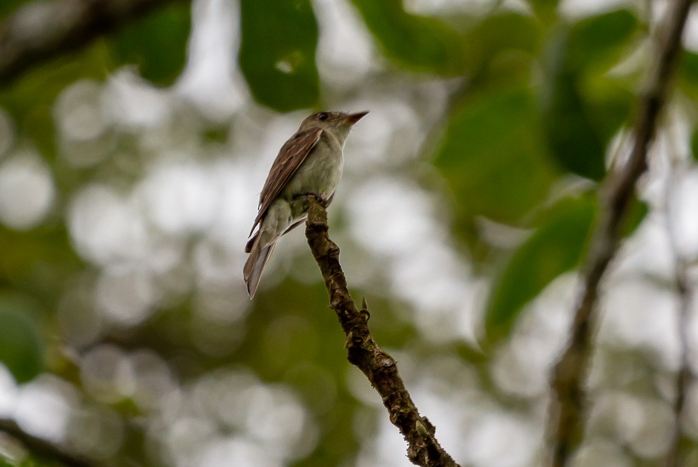 Western/Eastern Olivaceous Flatbill - ML212680181