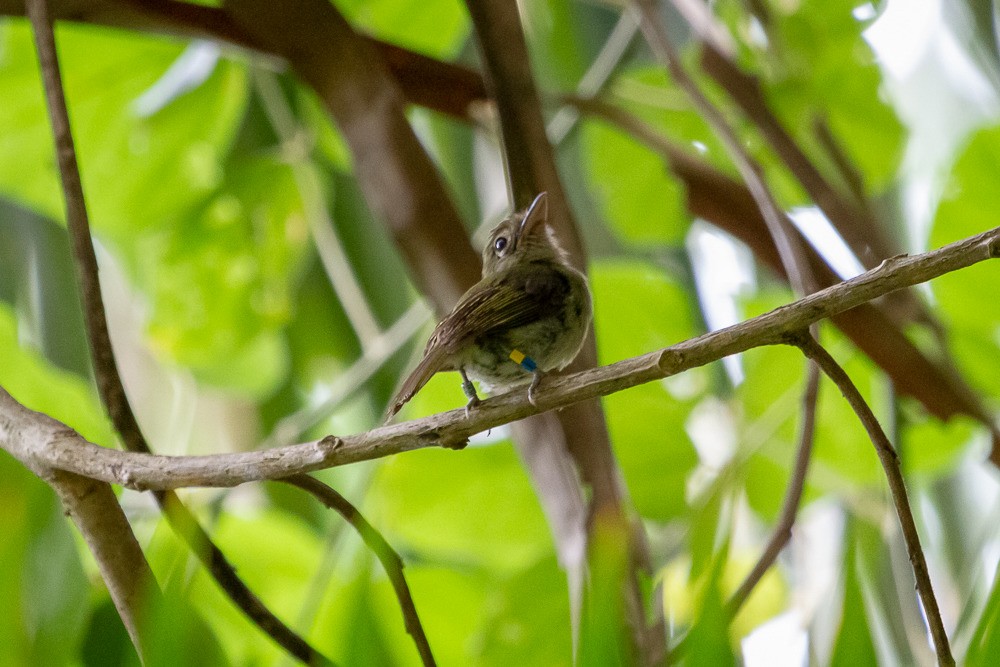 Western/Eastern Olivaceous Flatbill - ML212680191