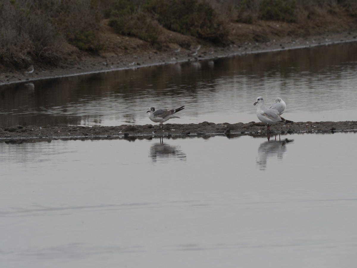 Franklin's Gull - Michael Tydén