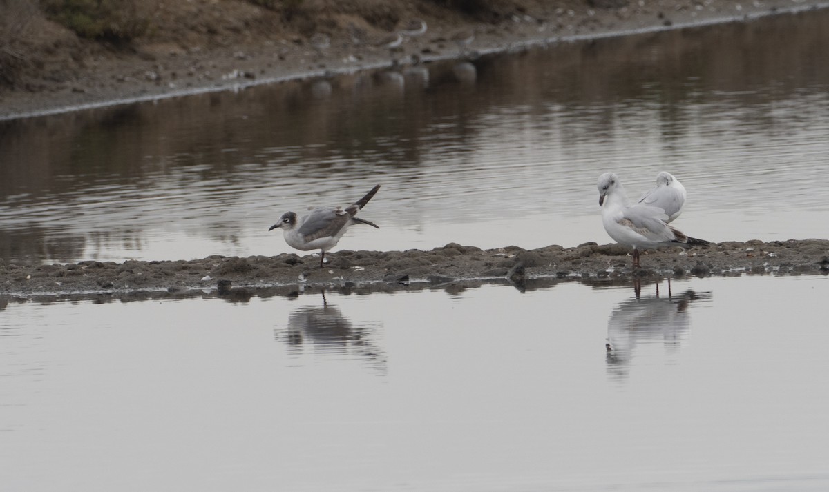 Franklin's Gull - ML212680781