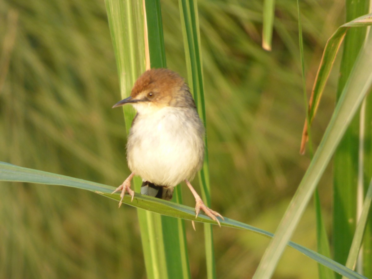 Carruthers's Cisticola - Mike Tuer