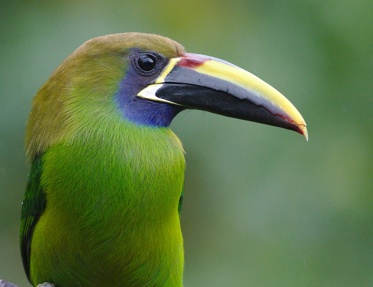 Northern Emerald-Toucanet - ML212682111