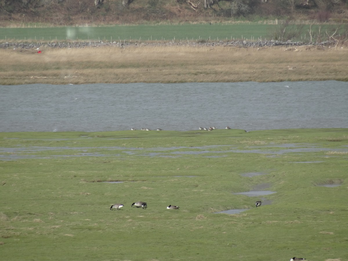 Northern Pintail - ML212682321