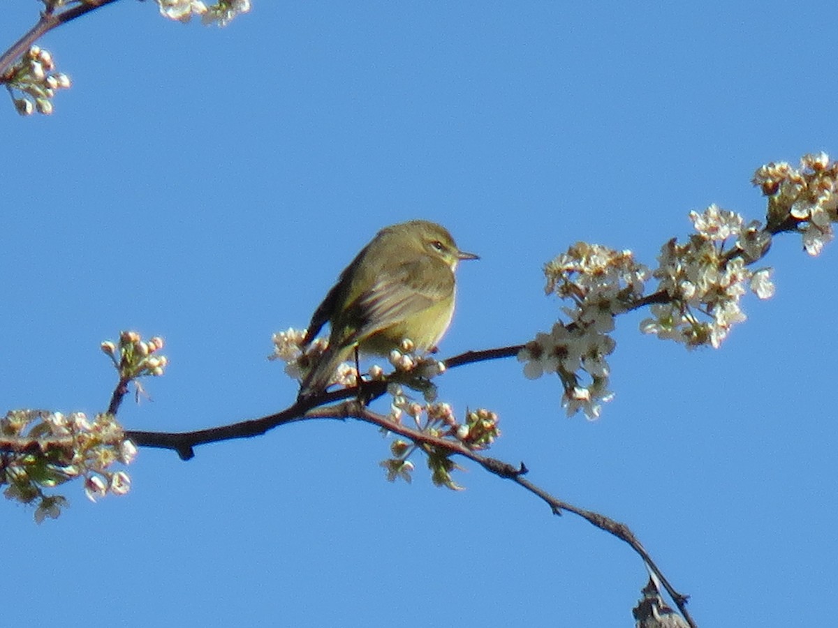 Palm Warbler - ML212682491