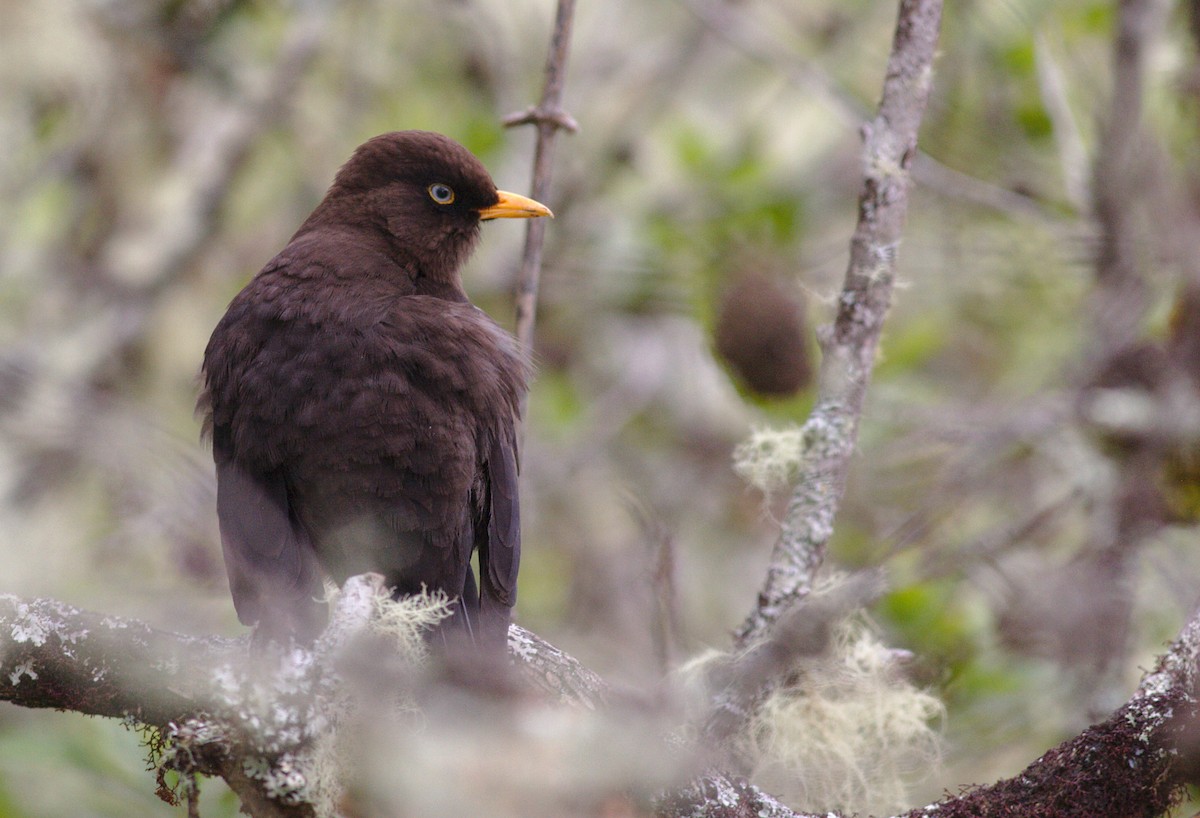 Sooty Thrush - Michelle Desrosiers