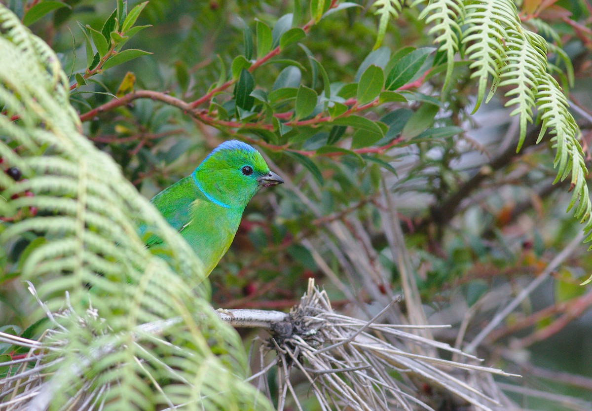 Golden-browed Chlorophonia - ML212682601