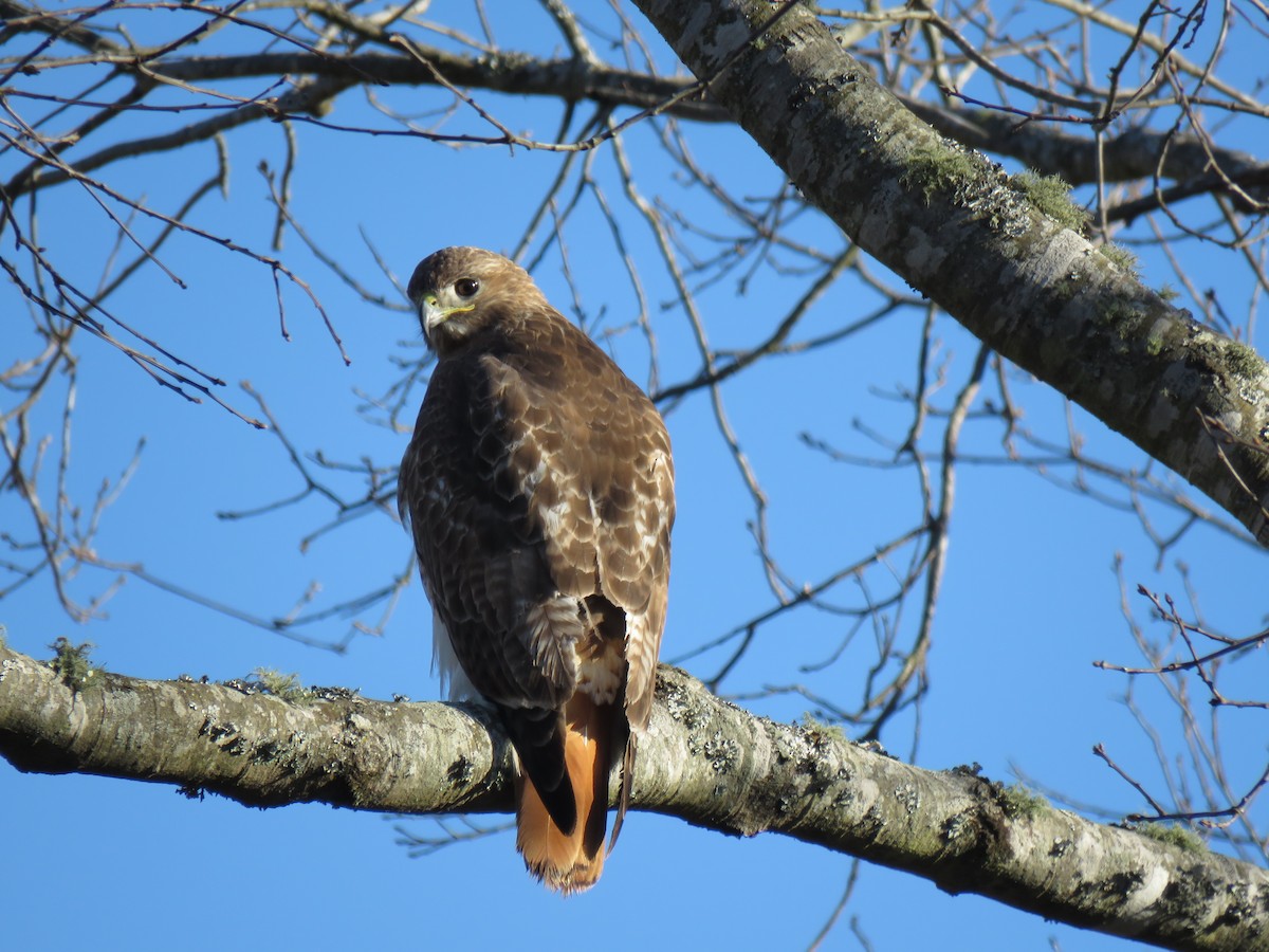 Red-tailed Hawk - ML212682611