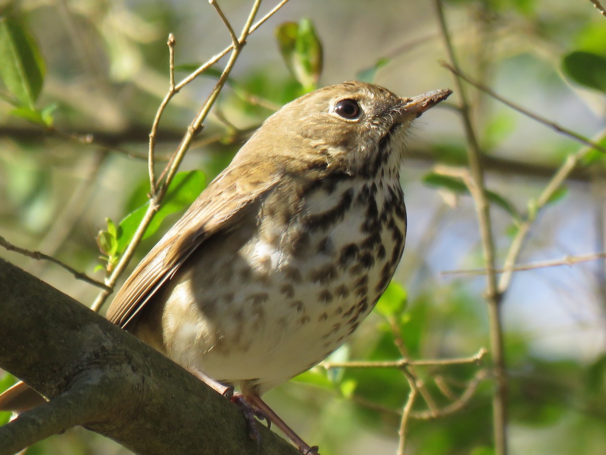 Hermit Thrush - ML212682751