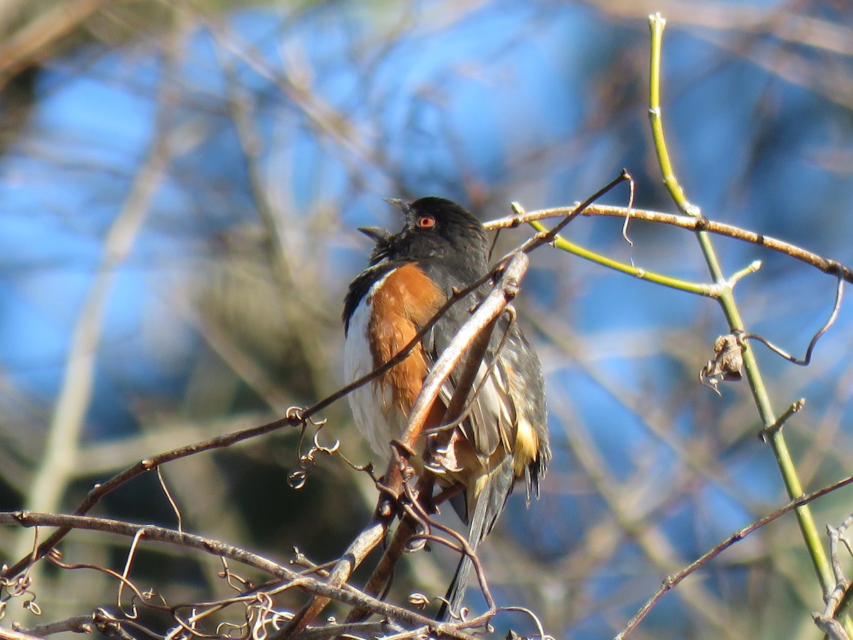 Eastern Towhee - ML212682841