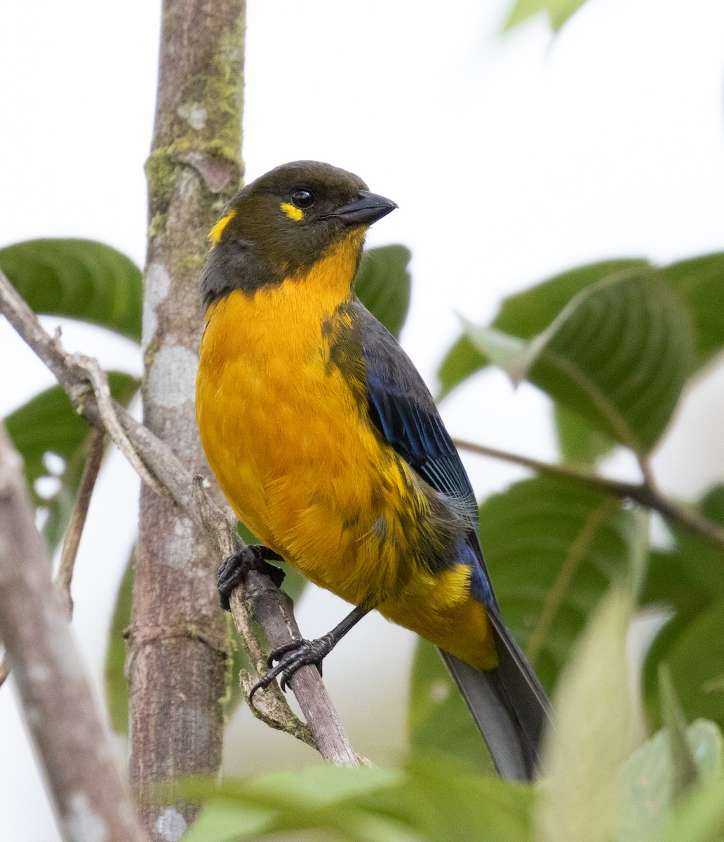 Lacrimose Mountain Tanager - ML212682861