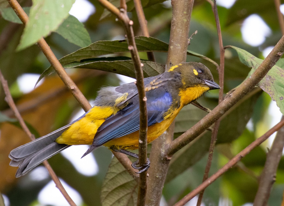 Lacrimose Mountain Tanager - ML212682881