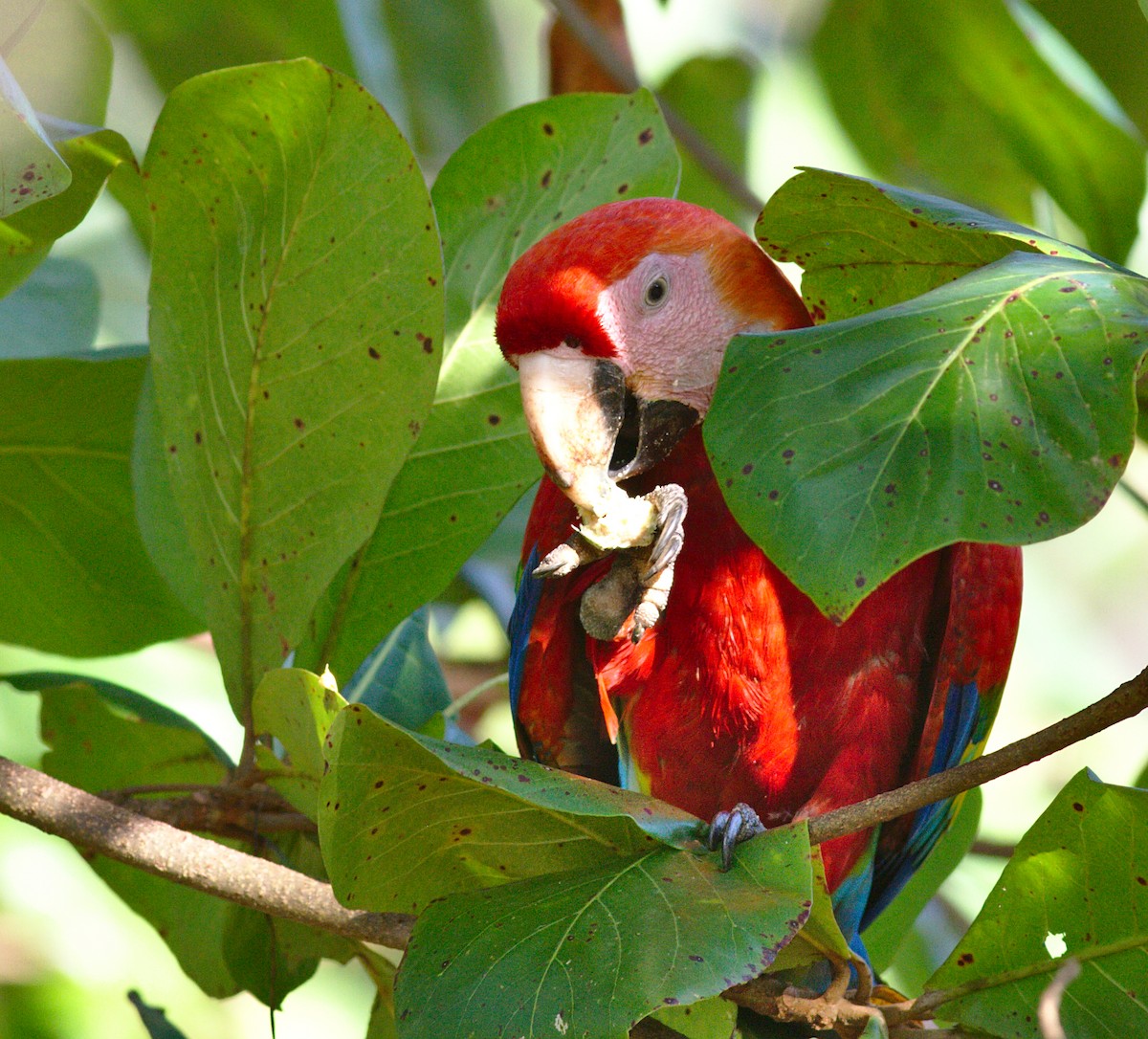 Scarlet Macaw - Michelle Desrosiers