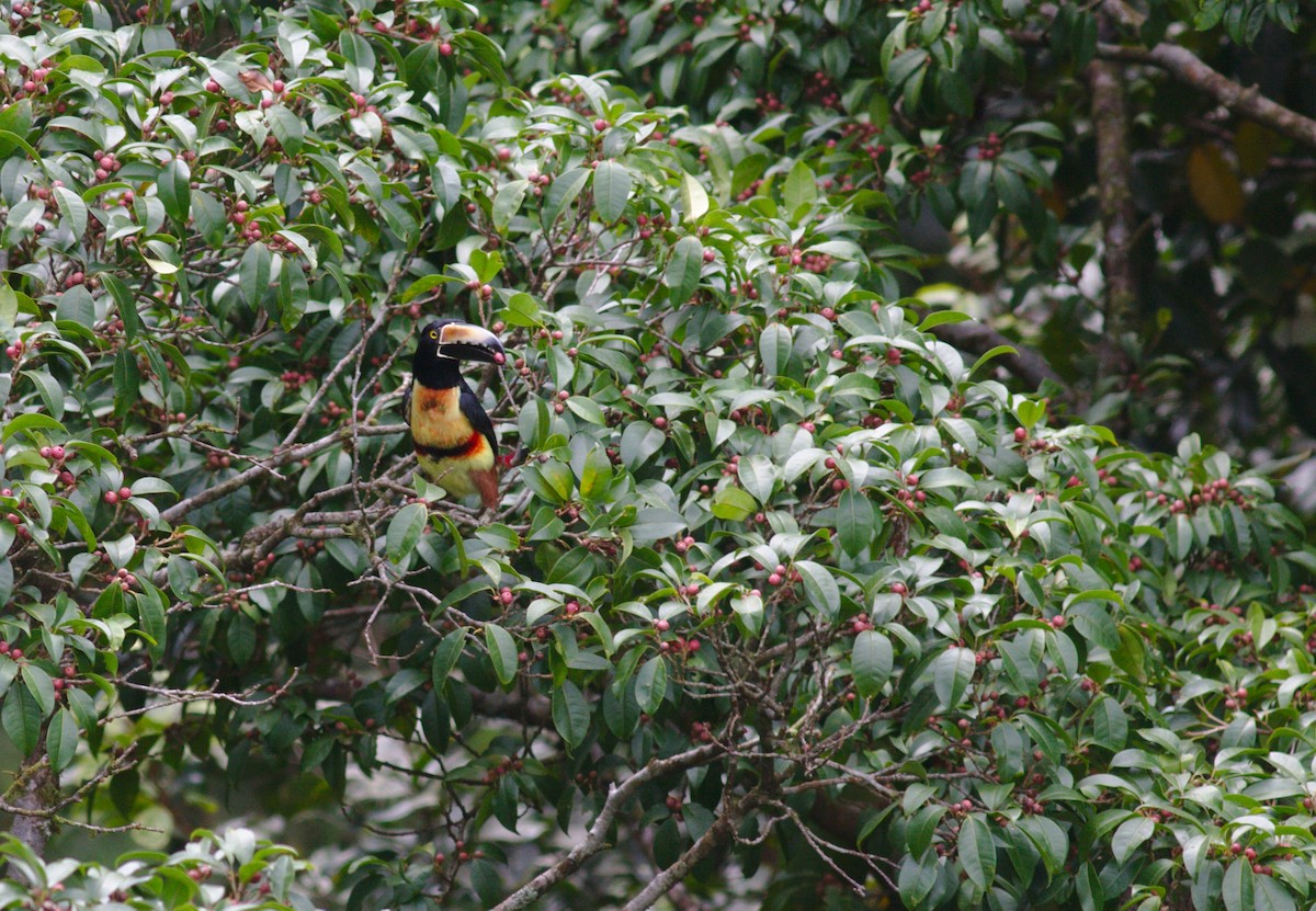 Collared Aracari - ML212683251