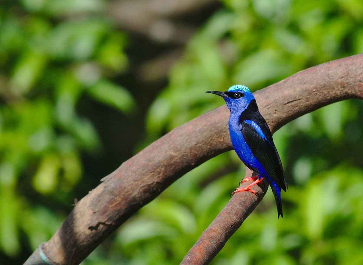 Red-legged Honeycreeper - ML212683941