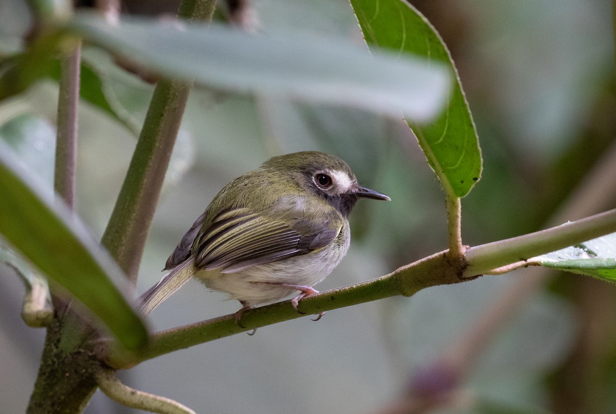 Black-throated Tody-Tyrant - ML212684581