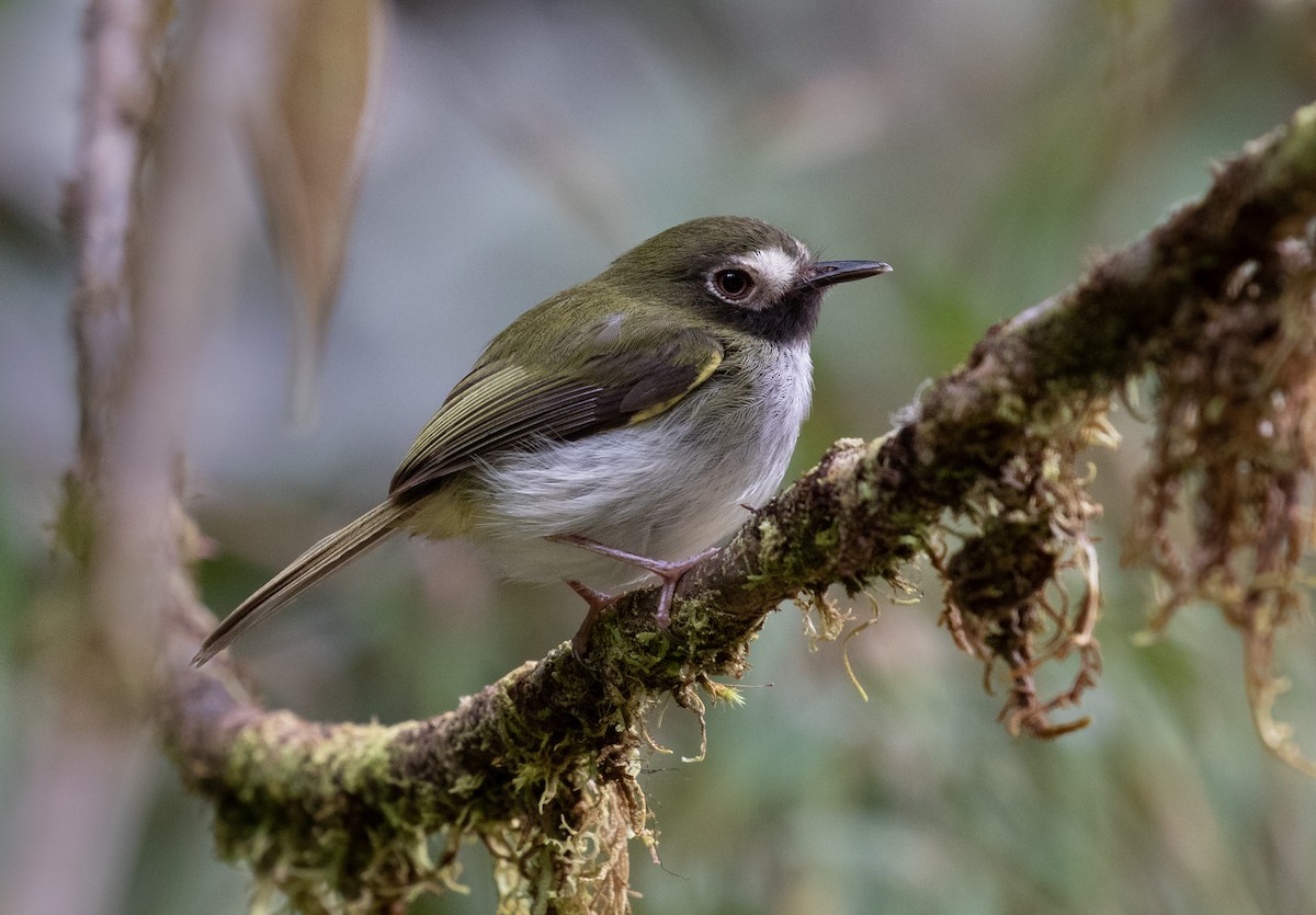 Black-throated Tody-Tyrant - ML212684701