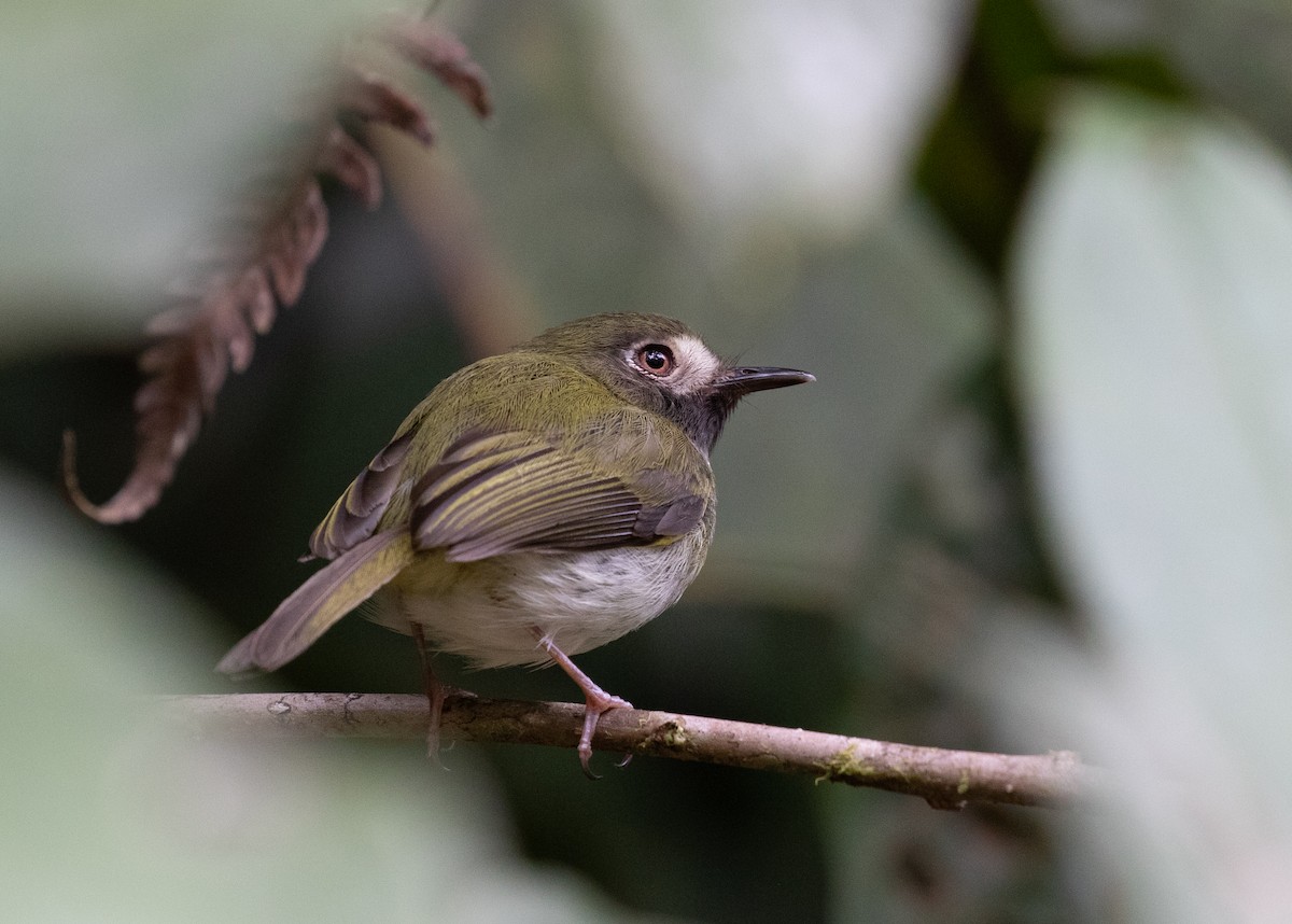 Black-throated Tody-Tyrant - ML212684741