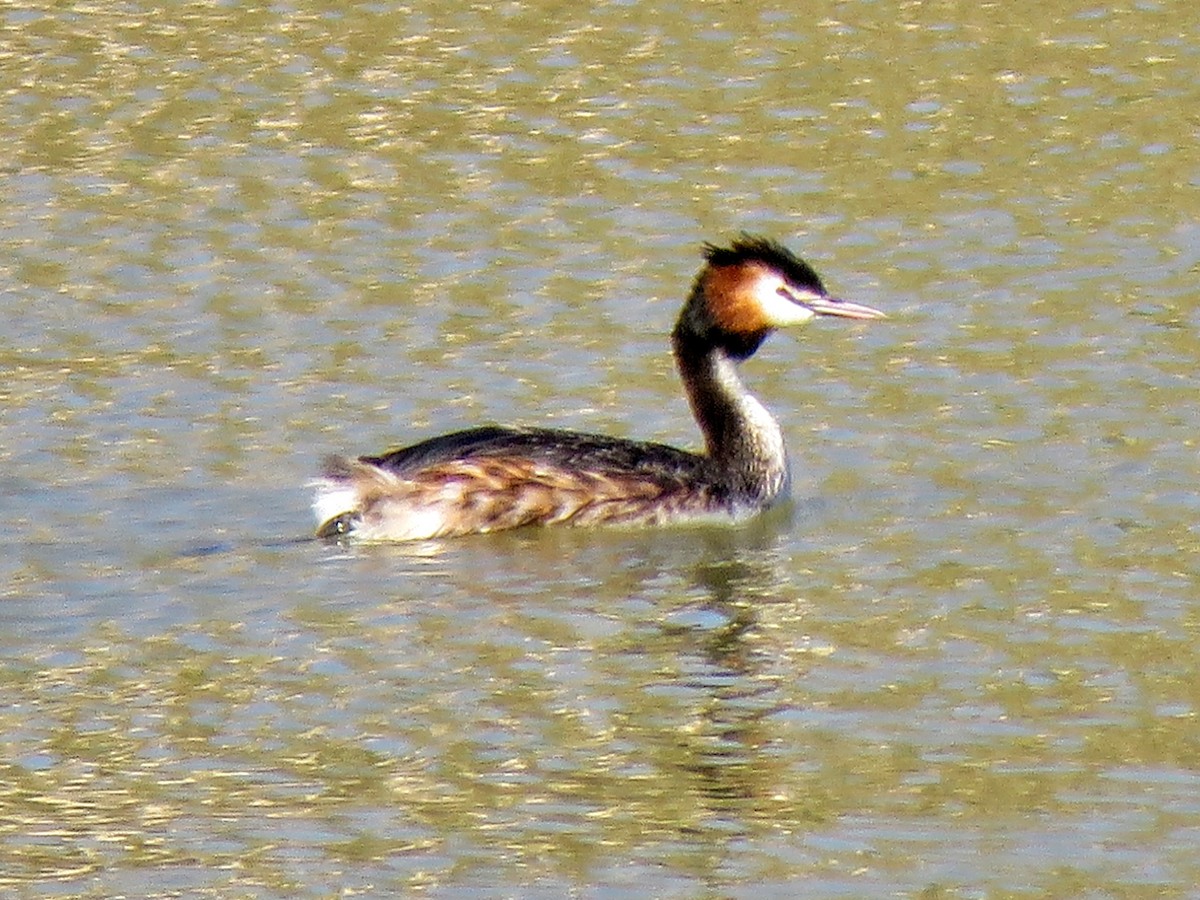 Great Crested Grebe - Bryan Telford