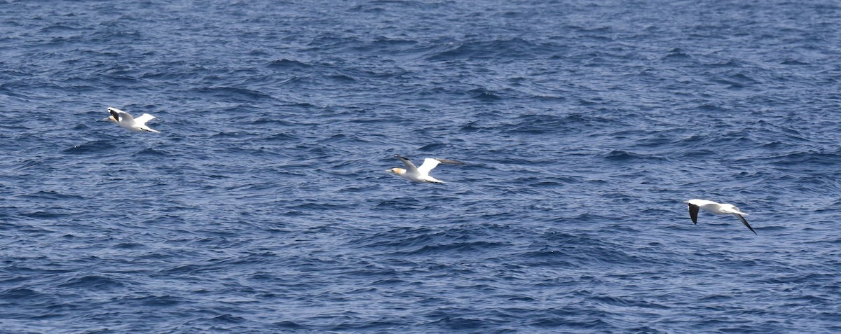 Northern Gannet - ML212686231