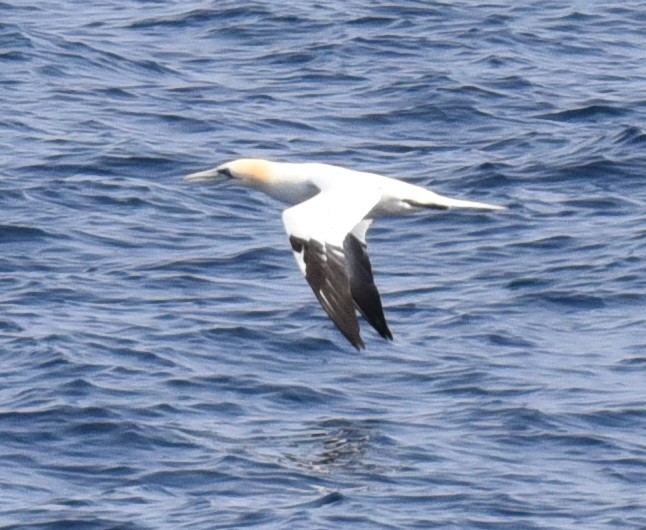 Northern Gannet - ML212686531