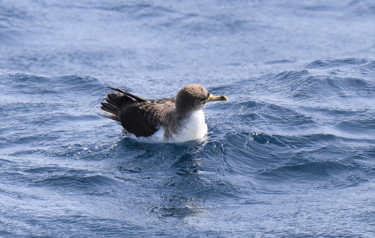 Cory's Shearwater (borealis) - ML212687141