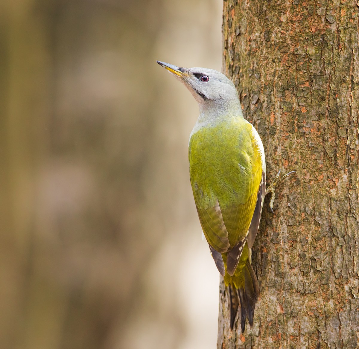 Gray-headed Woodpecker - ML212687581