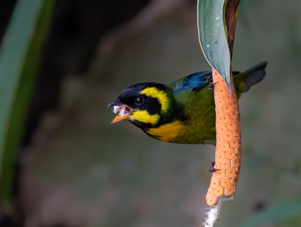 Gold-ringed Tanager - ML212689821