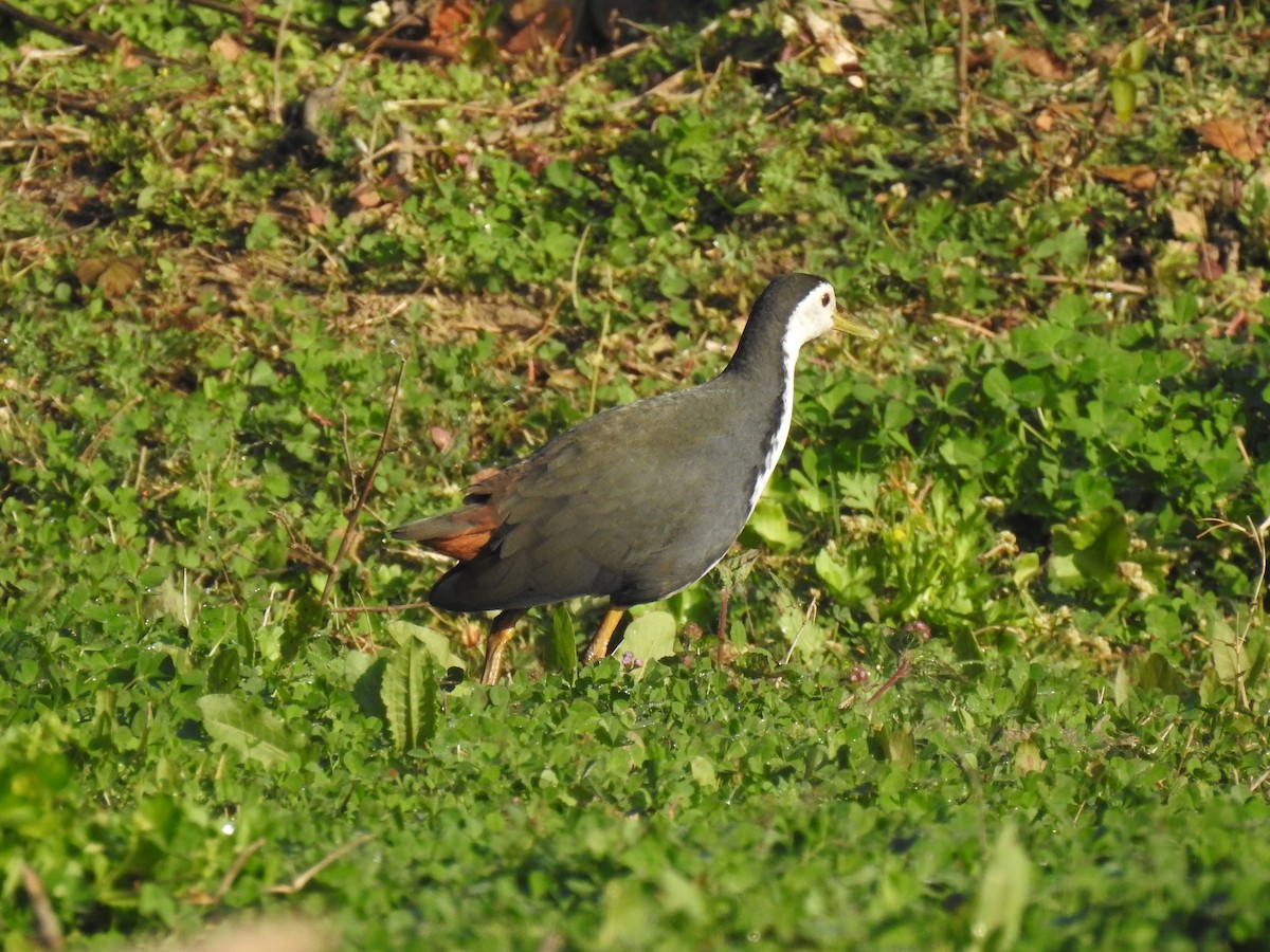 White-breasted Waterhen - Shuvendu Das