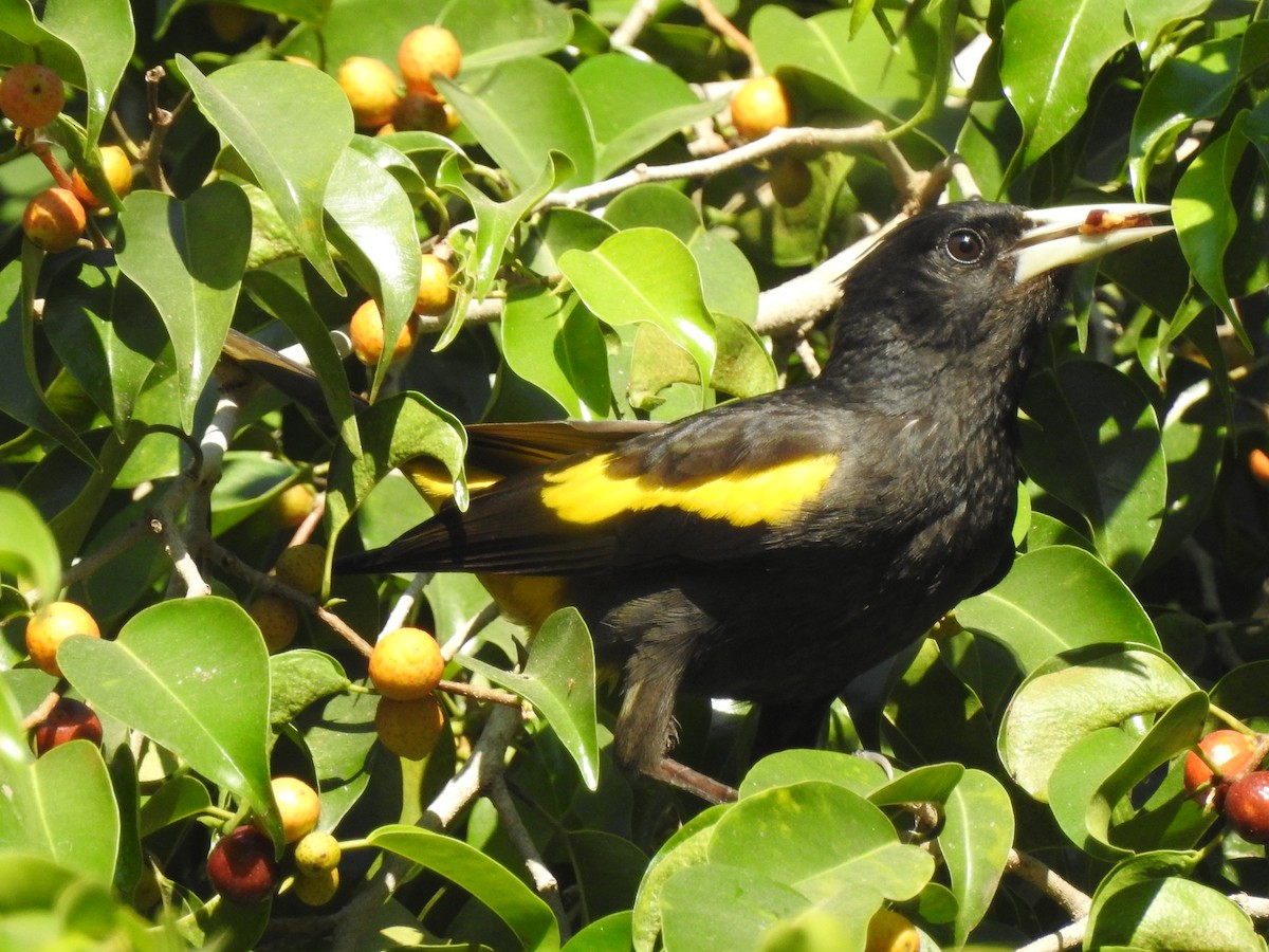 Yellow-winged Cacique - Edward Jordan