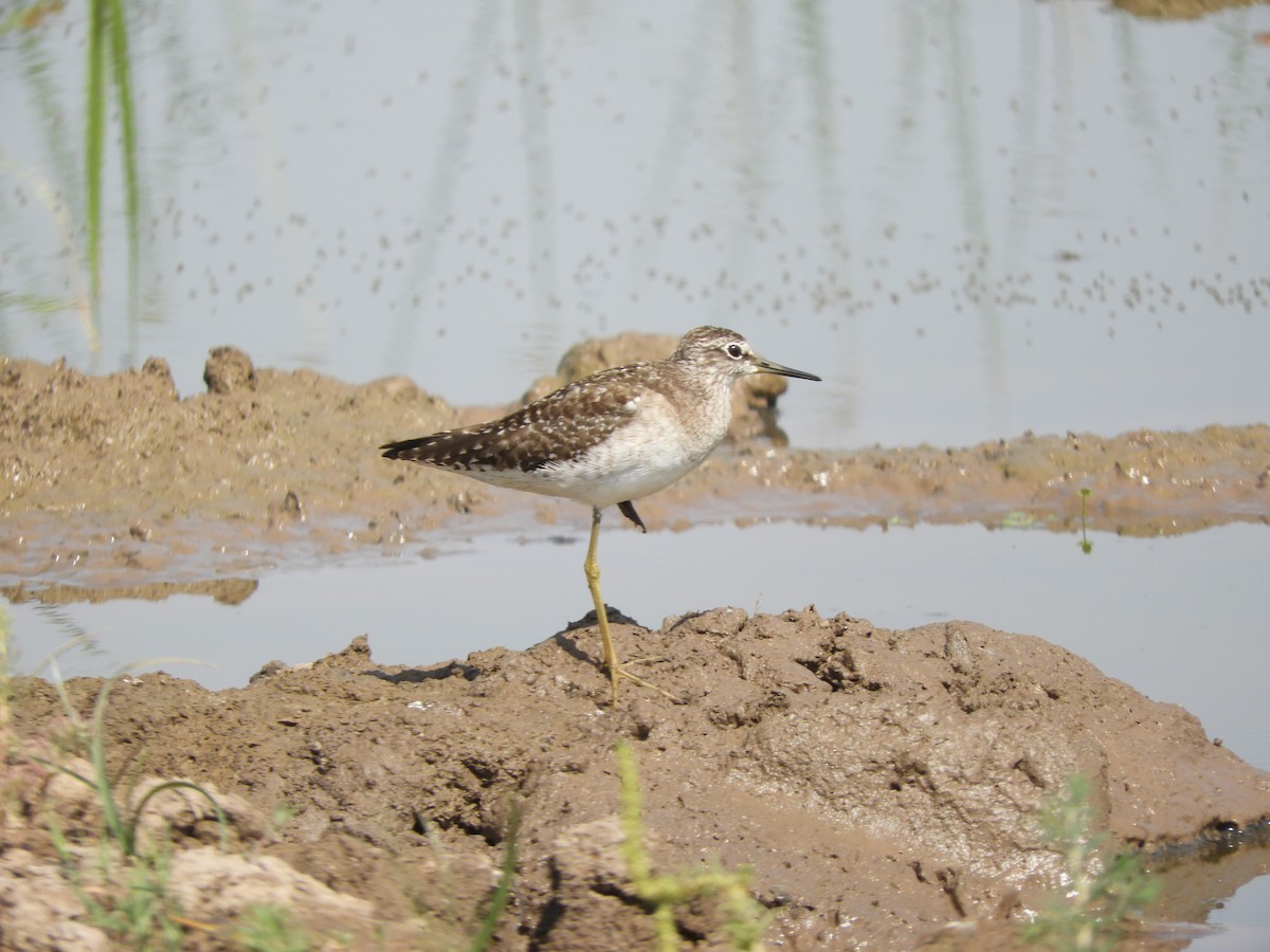 Wood Sandpiper - ML212691451