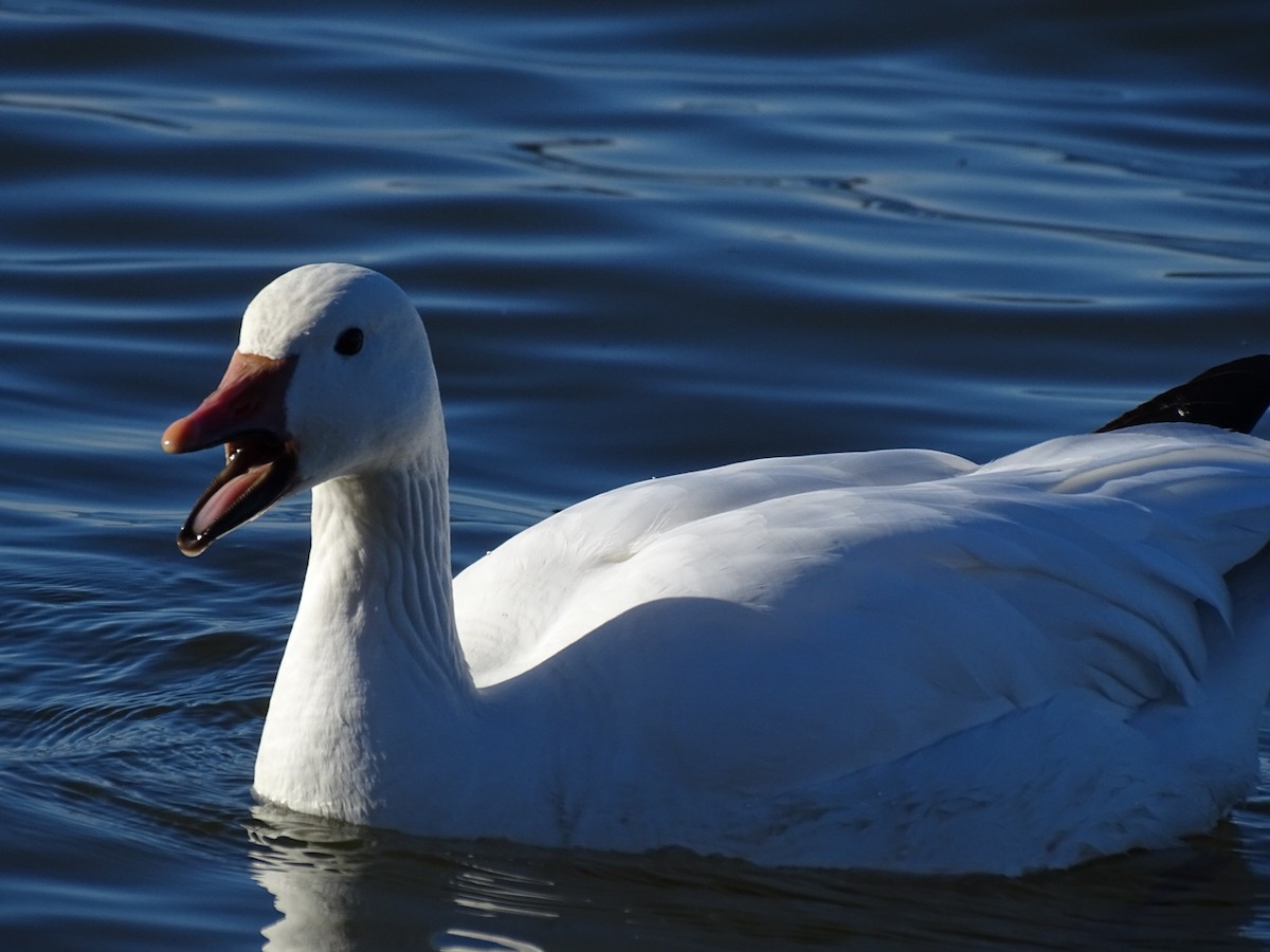 Snow Goose - Logan Korte