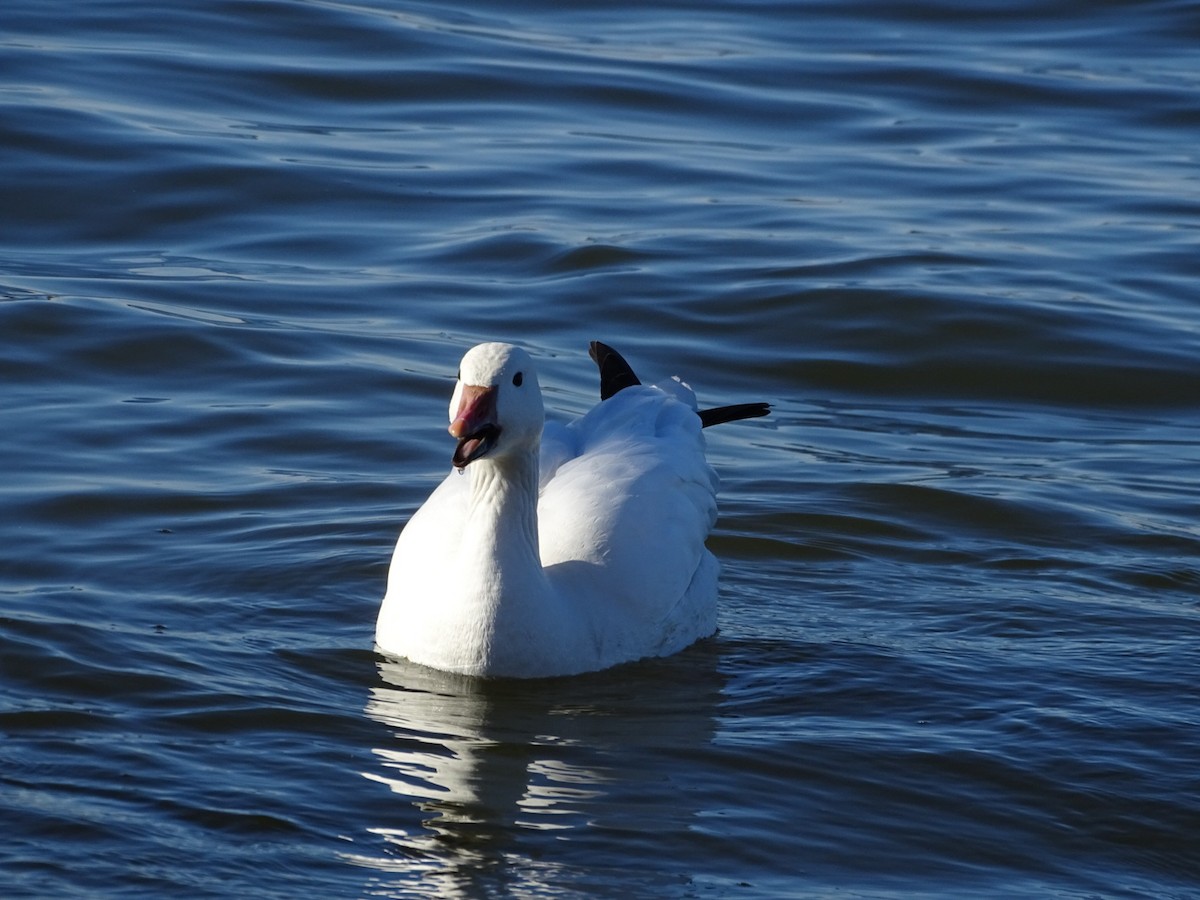 Snow Goose - ML212692021