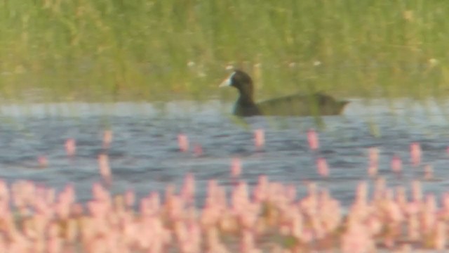 Red-knobbed Coot - ML212692061