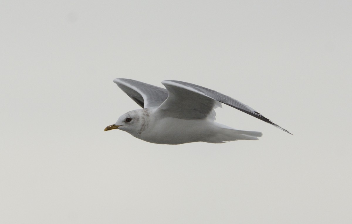 Short-billed Gull - ML212692351